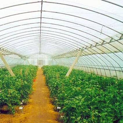 运城蔬菜批发市场价格动态解析
